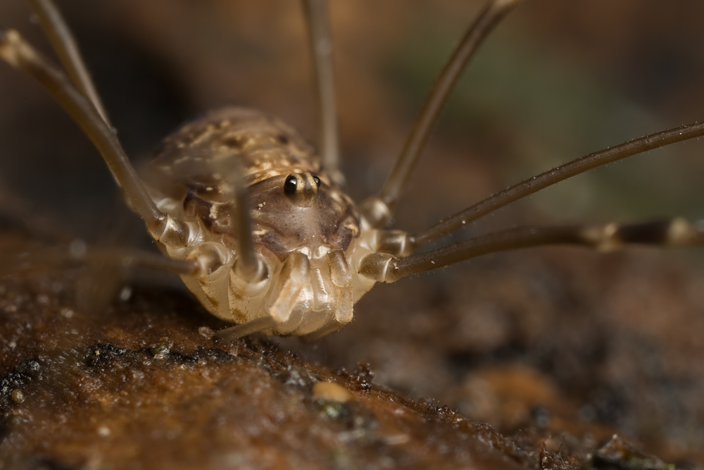 Harvestman 3